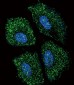 UGT2B15 Antibody (Center)